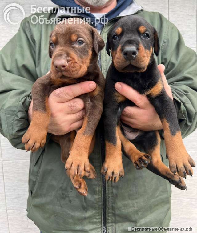 Доберман красивые щенки на продажу