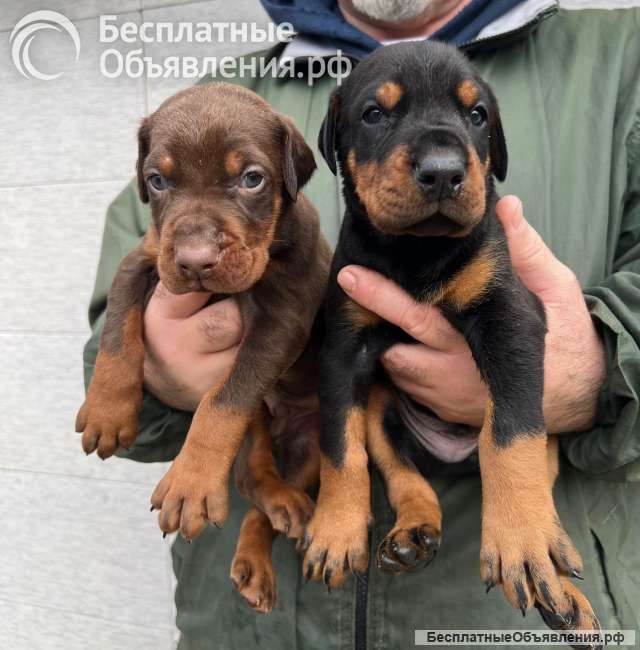 Доберман красивые щенки на продажу