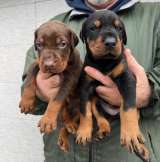 Доберман красивые щенки на продажу