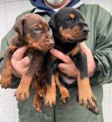 Доберман красивые щенки на продажу