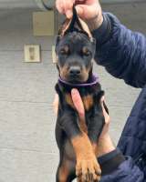 Доберман красивые щенки на продажу