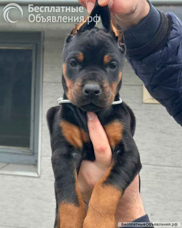 Доберман красивые щенки на продажу