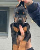Доберман красивые щенки на продажу