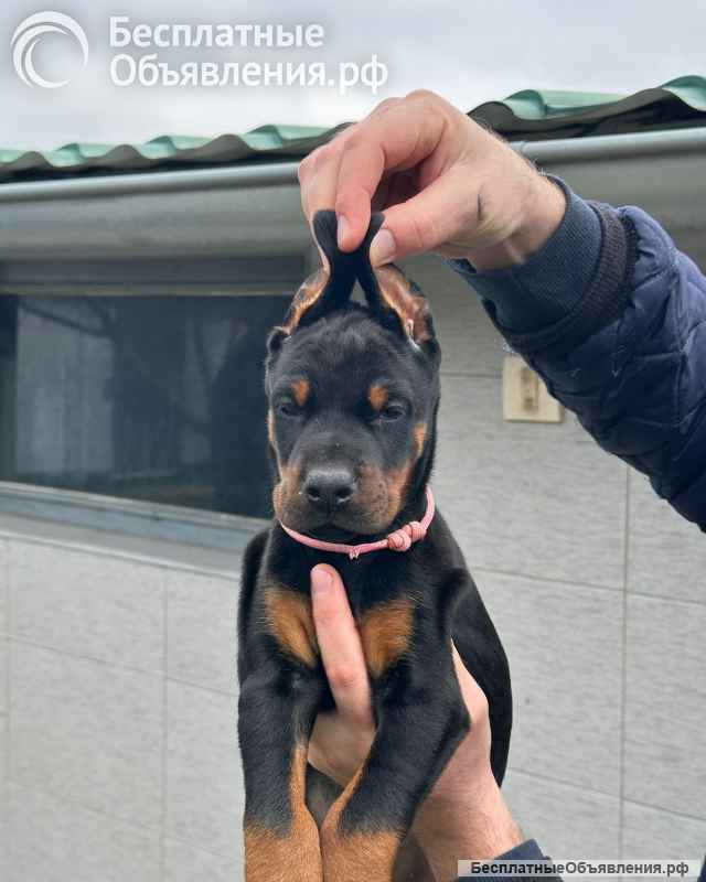 Доберман красивые щенки на продажу