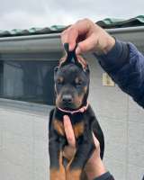 Доберман красивые щенки на продажу