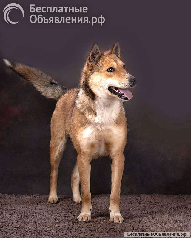 Самая ласковая и добрая собачка Лори ищет дом