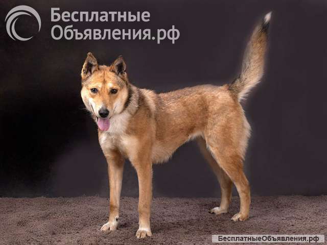 Самая ласковая и добрая собачка Лори ищет дом