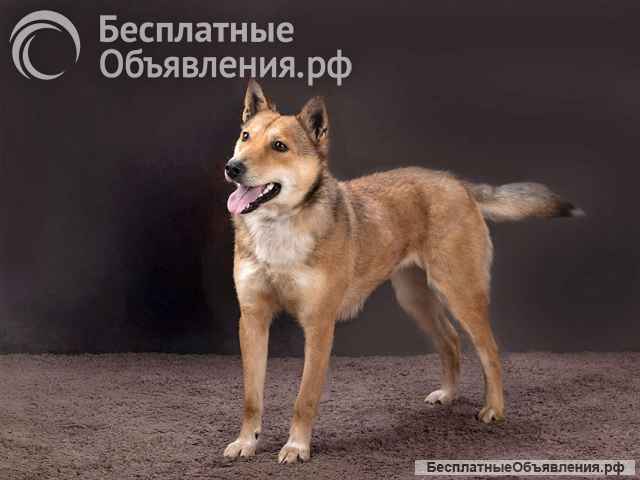 Самая ласковая и добрая собачка Лори ищет дом