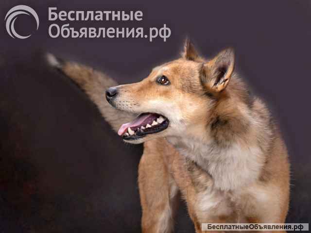 Самая ласковая и добрая собачка Лори ищет дом