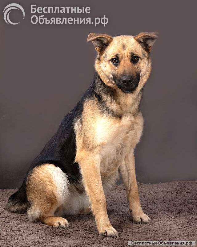 Молодая, ласковая и общительная собачка Альма ищет дом