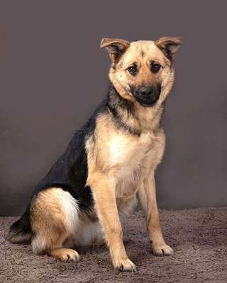 Молодая, ласковая и общительная собачка Альма ищет дом