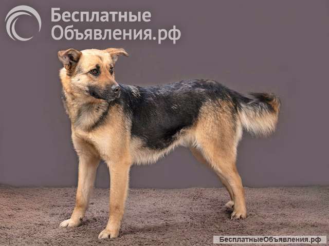 Молодая, ласковая и общительная собачка Альма ищет дом