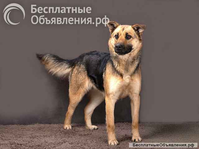 Молодая, ласковая и общительная собачка Альма ищет дом