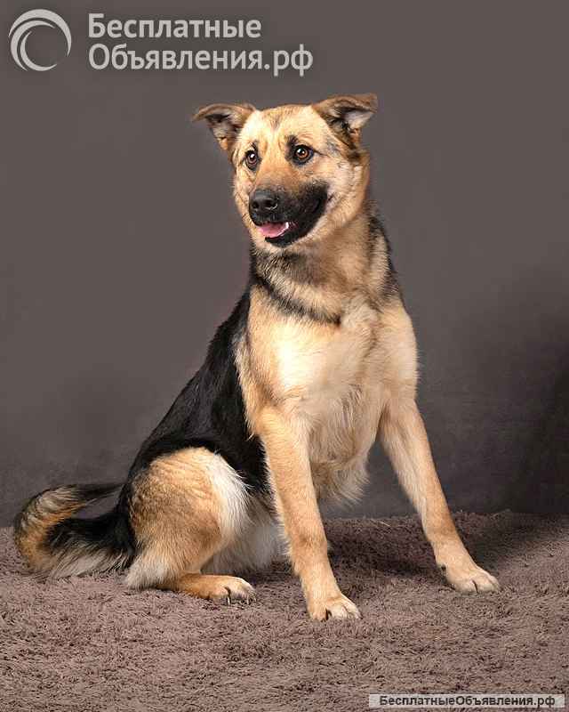 Молодая, ласковая и общительная собачка Альма ищет дом