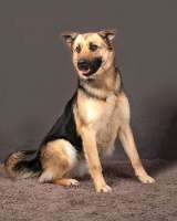 Молодая, ласковая и общительная собачка Альма ищет дом