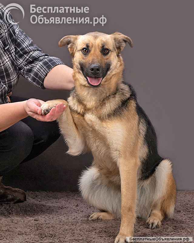 Молодая, ласковая и общительная собачка Альма ищет дом