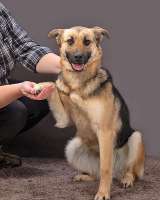 Молодая, ласковая и общительная собачка Альма ищет дом