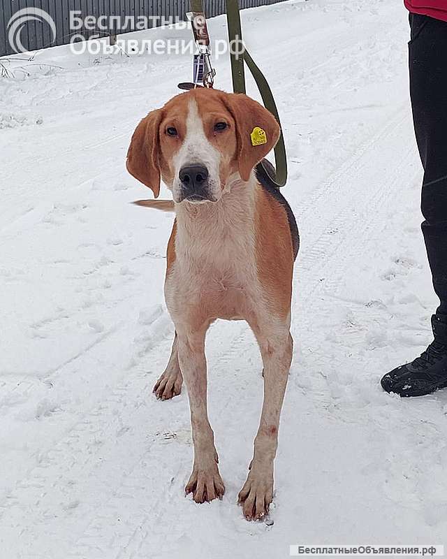 Зара, обворожительная, статная гончая ищет дом