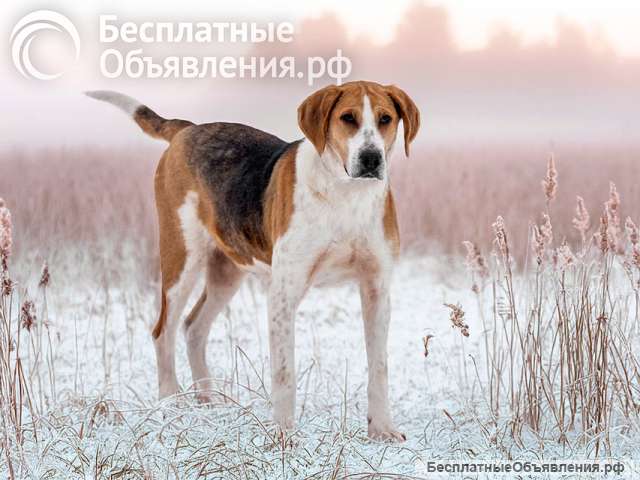 Зара, обворожительная, статная гончая ищет дом