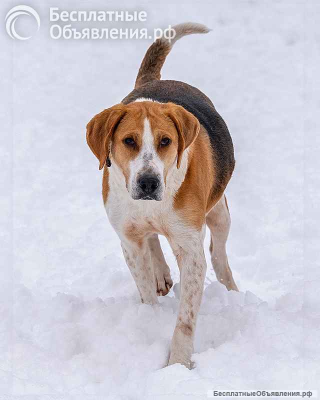 Зара, обворожительная, статная гончая ищет дом