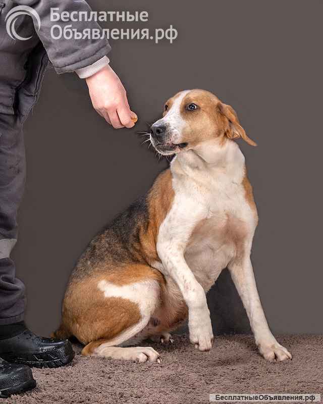 Зара, обворожительная, статная гончая ищет дом