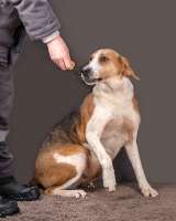 Зара, обворожительная, статная гончая ищет дом