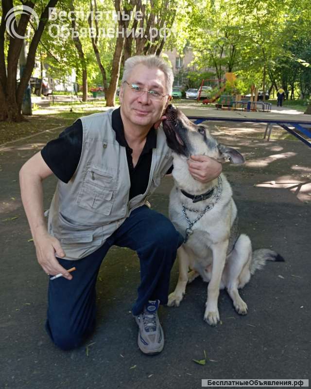 Профессиональный кинолог: дрессировка собак в Москве