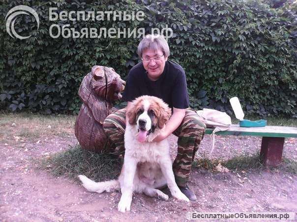 Профессиональный кинолог: дрессировка собак в Москве