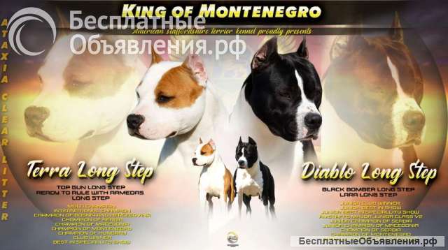 Американский стаффордширский терьер щенки