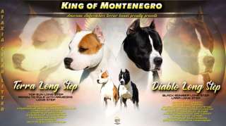 Американский стаффордширский терьер щенки