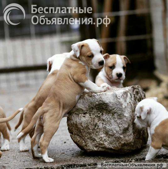 Американский стаффордширский терьер щенки