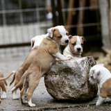 Американский стаффордширский терьер щенки