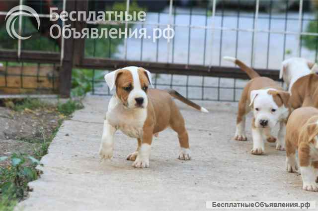 Американский стаффордширский терьер щенки