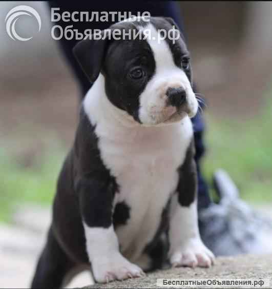 Американский стаффордширский терьер щенки