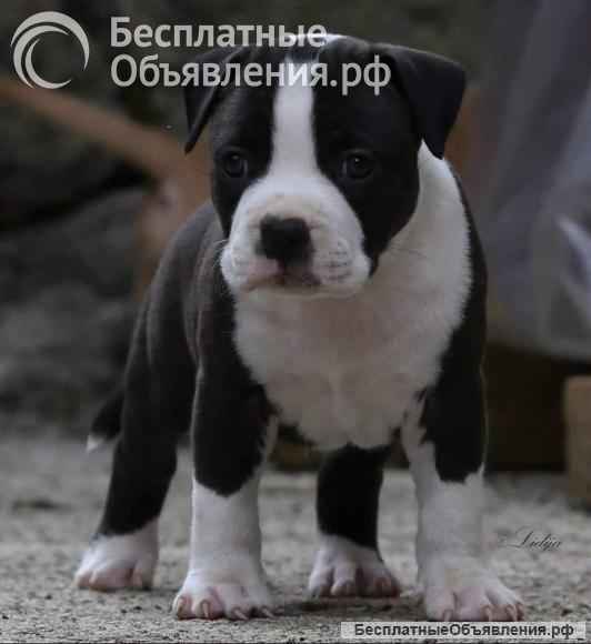 Американский стаффордширский терьер щенки