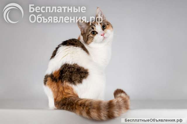 Красавица Ника ищет семью