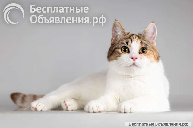 Красавица Ника ищет семью