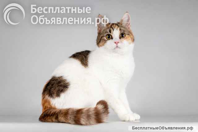 Красавица Ника ищет семью