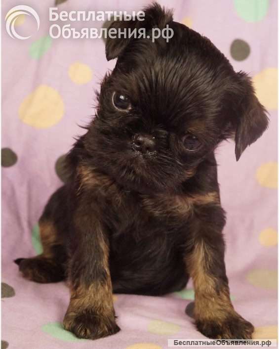 Великолепные щенки Бельгийский гриффон и Брабансон из питомника