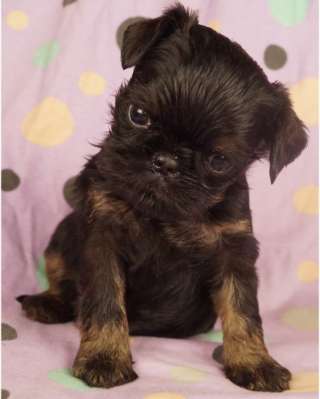 Великолепные щенки Бельгийский гриффон и Брабансон из питомника