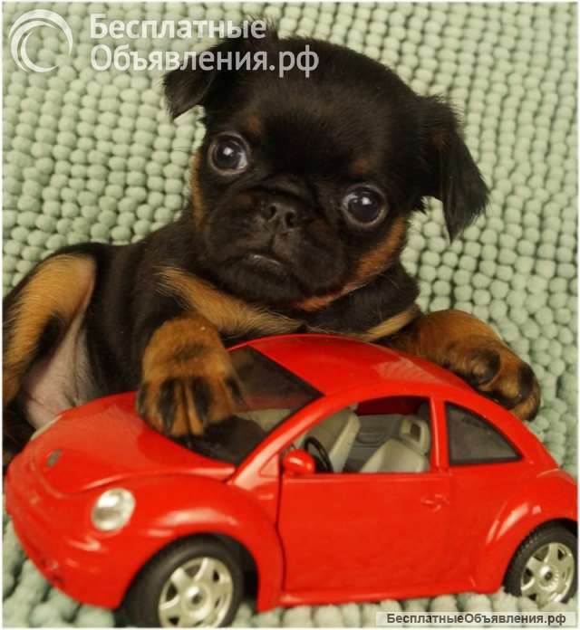 Великолепные щенки Бельгийский гриффон и Брабансон из питомника