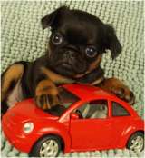 Великолепные щенки Бельгийский гриффон и Брабансон из питомника