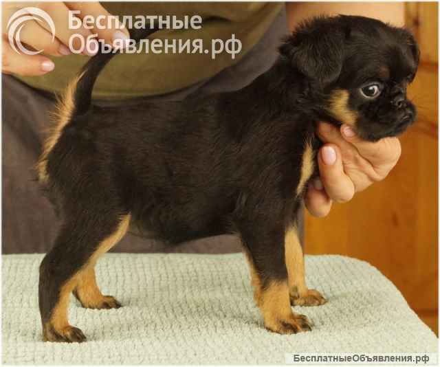 Великолепные щенки Бельгийский гриффон и Брабансон из питомника