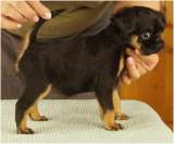 Великолепные щенки Бельгийский гриффон и Брабансон из питомника