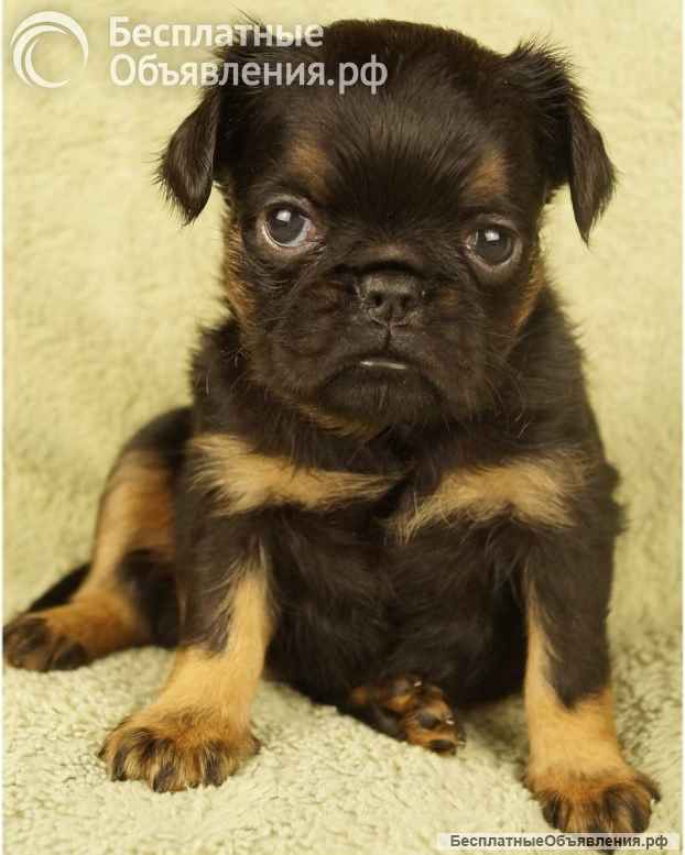 Великолепные щенки Бельгийский гриффон и Брабансон из питомника