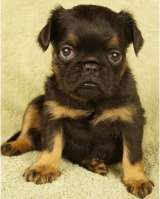 Великолепные щенки Бельгийский гриффон и Брабансон из питомника