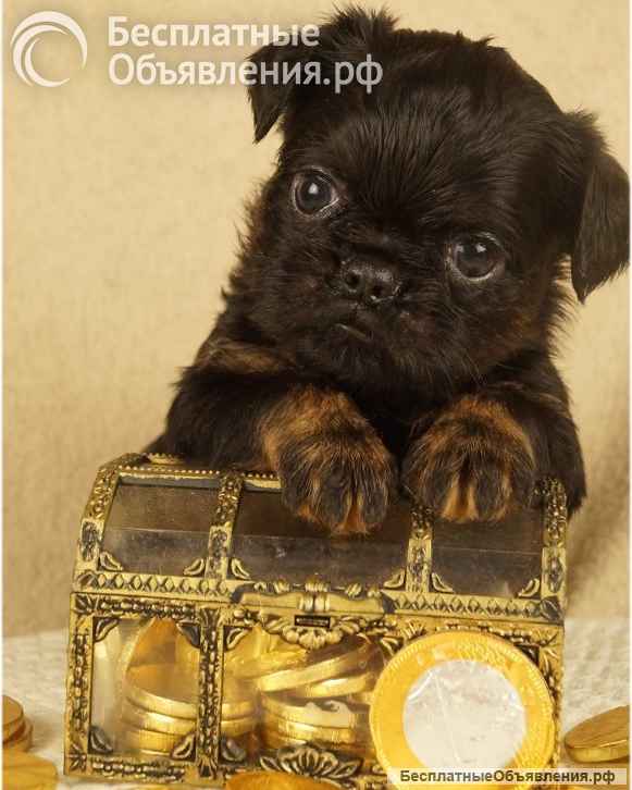 Великолепные щенки Бельгийский гриффон и Брабансон из питомника