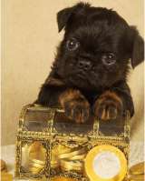 Великолепные щенки Бельгийский гриффон и Брабансон из питомника