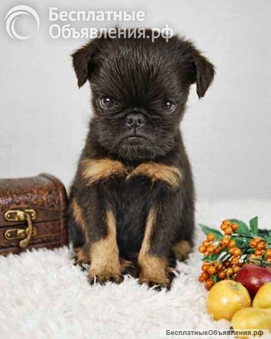 Великолепные щенки Бельгийский гриффон и Брабансон из питомника