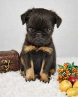 Великолепные щенки Бельгийский гриффон и Брабансон из питомника